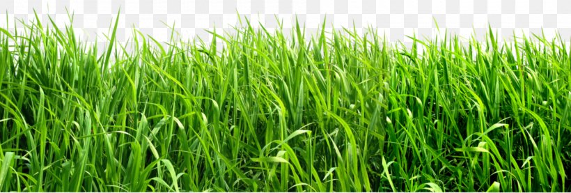 Grasses Clip Art, PNG, 1900x643px, Lawn, Commodity, Crop, Data Compression, Display Resolution Download Free