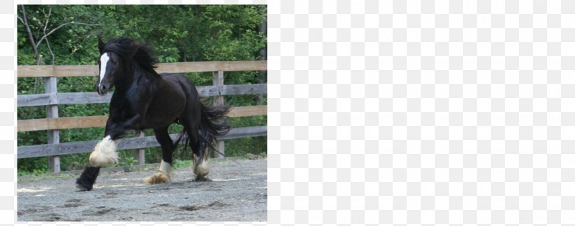 Stallion Mustang Mare Pack Animal Freikörperkultur, PNG, 1140x450px, Stallion, Grass, Horse, Horse Like Mammal, Livestock Download Free