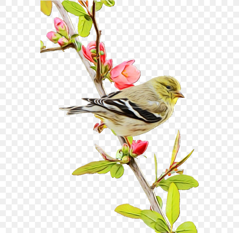 Bird Flower Plant Finch Beak, PNG, 570x798px, Watercolor, Beak, Bird, Branch, Finch Download Free