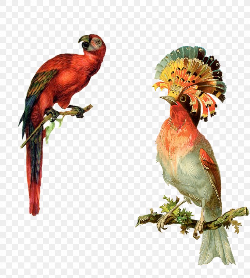Bird Parrot Victorian Era Illustration, PNG, 1020x1134px, Bird, Beak, Bird Day, Book Illustration, Craft Download Free