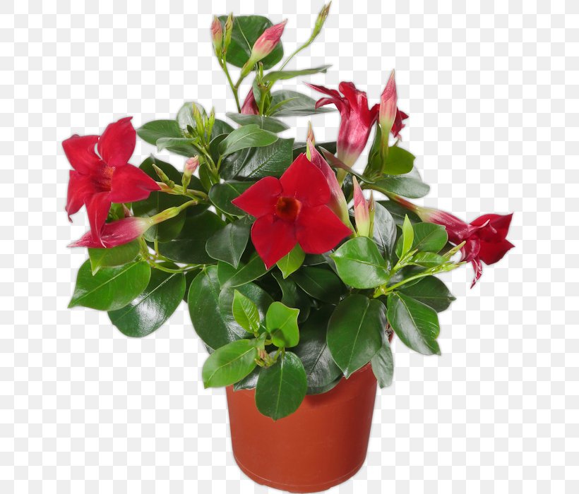 Brazilian Jasmine Mandevilla Splendens Garden Azalea Plant, PNG, 645x700px, Brazilian Jasmine, Annual Plant, Azalea, Boston Ivy, Container Garden Download Free