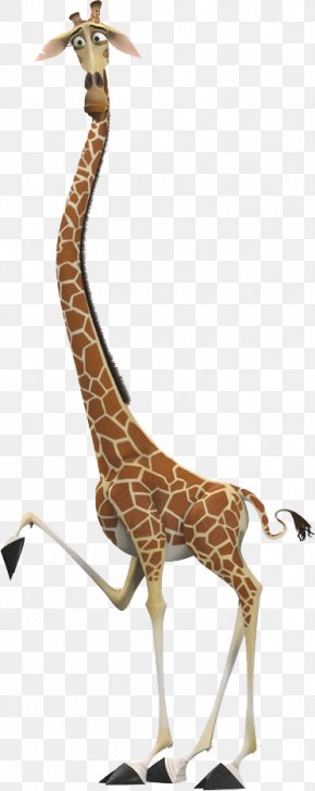 Marty Madagascar Africa - Melman Gloria Madagascar Northern Giraffe Alex PNG