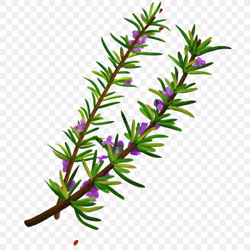 Twig Plant Stem Herbalism Rosemary, PNG, 2302x2302px, Twig, Branch, Herb, Herbalism, Plant Download Free