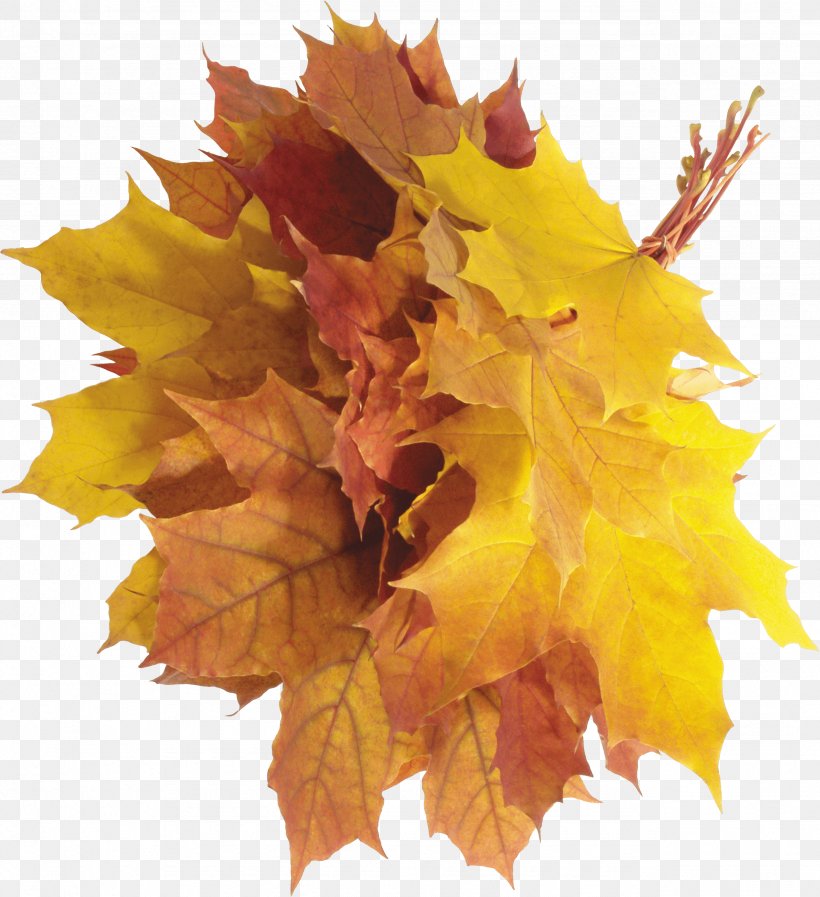 Autumn Leaf Color, PNG, 2558x2800px, Autumn, Autumn Leaf Color, Clipping Path, Flowering Plant, Leaf Download Free