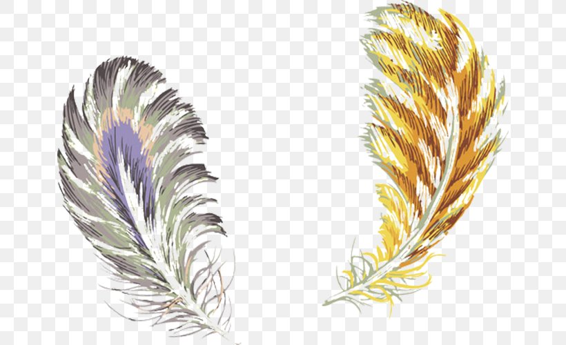 Bird Feather Color, PNG, 654x500px, Bird, Color, Feather, Google Images, Grass Family Download Free