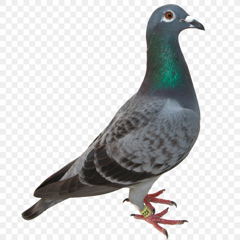 Homing Pigeon Bird Green Pigeon Domestication Clip Art, PNG, 1024x1024px, Homing Pigeon, Animal, Beak, Bird, Columbidae Download Free