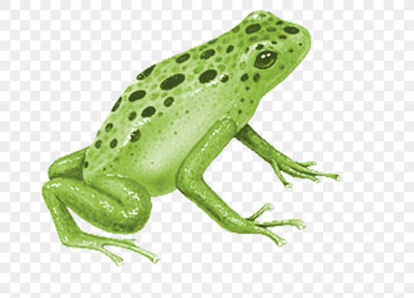True Frog Blue Poison Dart Frog Ranas/Frogs, PNG, 699x590px, Frog, Amphibian, Animal, Blue Poison Dart Frog, Bullfrog Download Free