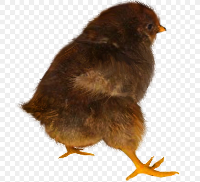 Chicken Desktop Wallpaper Animal, PNG, 687x745px, Chicken, Animal, Beak, Bird, Cartoon Download Free