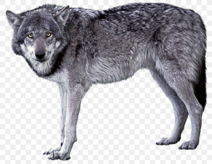 Czechoslovakian Wolfdog Saarloos Wolfdog Arctic Wolf Iberian Wolf, PNG, 900x698px, Czechoslovakian Wolfdog, Animal, Arctic Wolf, Black Wolf, Canis Lupus Tundrarum Download Free