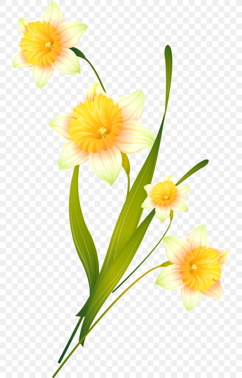 Daffodil Cut Flowers Catcats Floral Design Plants, PNG, 738x1280px, Daffodil, Amaryllis Family, Botany, Catcats, Cut Flowers Download Free