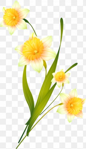 Daffodil Floral Design Cut Flowers Yellow, PNG, 1160x2203px, Daffodil ...