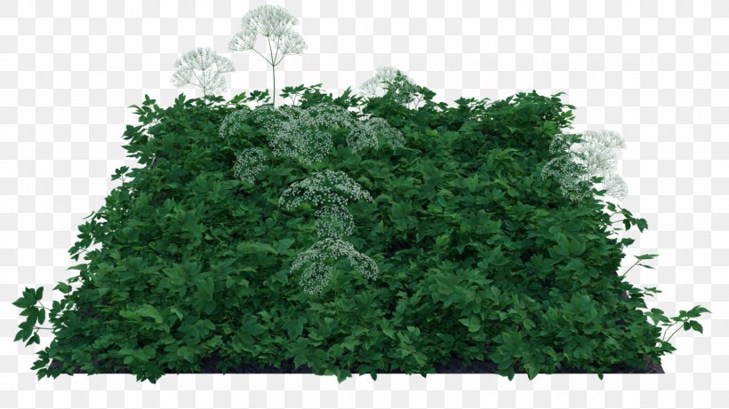 Houseplant Green Wall Veranda, PNG, 1600x900px, Houseplant, Evergreen, Grass, Green, Green Wall Download Free