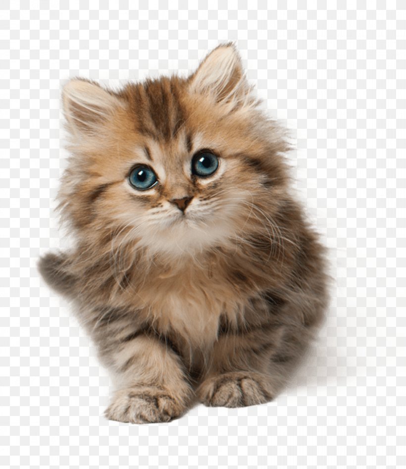 Kitten Cat Cuteness Clip Art, PNG, 828x957px, Kitten, American Curl, Asian Semi Longhair, Black Cat, British Semi Longhair Download Free