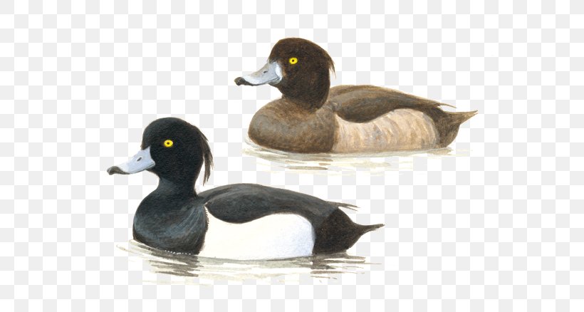 Mallard Tufted Duck Bird Call Duck, PNG, 600x438px, Mallard, Anatidae, Beak, Bird, Call Duck Download Free