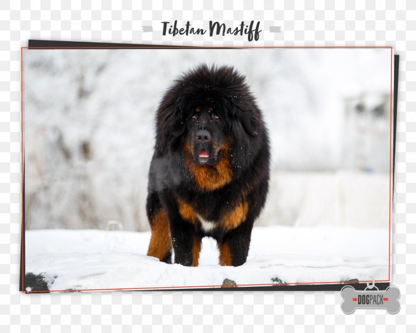 Tibetan Mastiff English Mastiff Caucasian Shepherd Dog Himalayan Sheepdog, PNG, 1000x800px, Tibetan Mastiff, American Kennel Club, Anatolian Shepherd, Boerboel, Breed Download Free