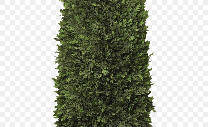 Arborvitae Spruce Hedge Shrub Tree, PNG, 500x500px, Arborvitae, Biome, Conifer, English Yew, Evergreen Download Free