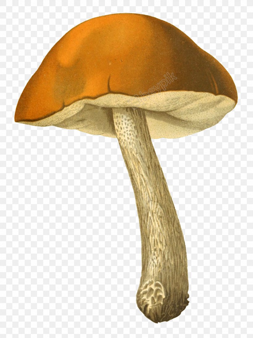 Edible Mushroom Fungus Drawing, PNG, 1024x1366px, Edible Mushroom, Agaric, Agaricaceae, Agaricomycetes, Agaricus Download Free