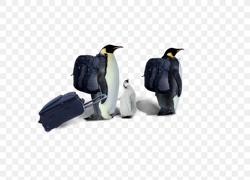 Penguin Razorbills Computer File, PNG, 591x591px, Penguin, Bird, Drawing, Flightless Bird, Hot Water Dispenser Download Free