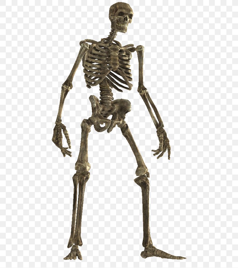 Skeleton The Elder Scrolls V: Skyrim Bone Wiki Classical Sculpture, PNG, 484x921px, Skeleton, Ancient History, Blessed Sacrament, Bone, Classical Sculpture Download Free