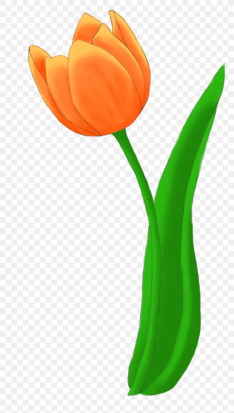 Tulip Flower Bouquet Cut Flowers Drawing, PNG, 850x1500px, Tulip, Botany, Color, Cut Flowers, Drawing Download Free