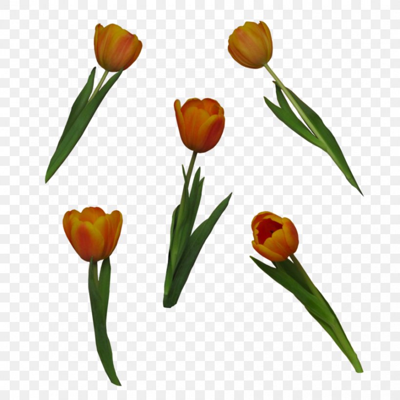 Tulip Flower DeviantArt Clip Art, PNG, 894x894px, Tulip, Cut Flowers, Deviantart, Flower, Flowering Plant Download Free