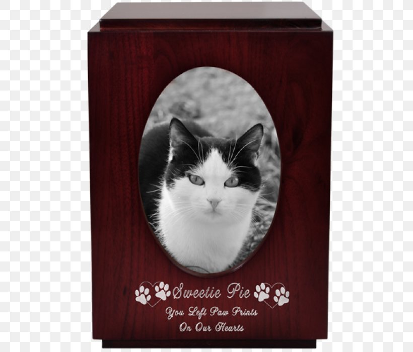 Whiskers Domestic Short-haired Cat Kitten Tabby Cat, PNG, 700x700px, Whiskers, Afterlife, Box, Cat, Cat Like Mammal Download Free