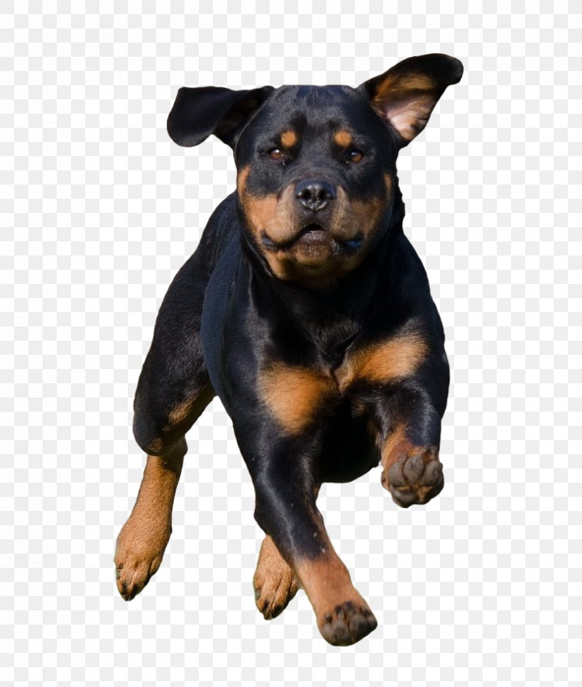 rottweiler pinscher