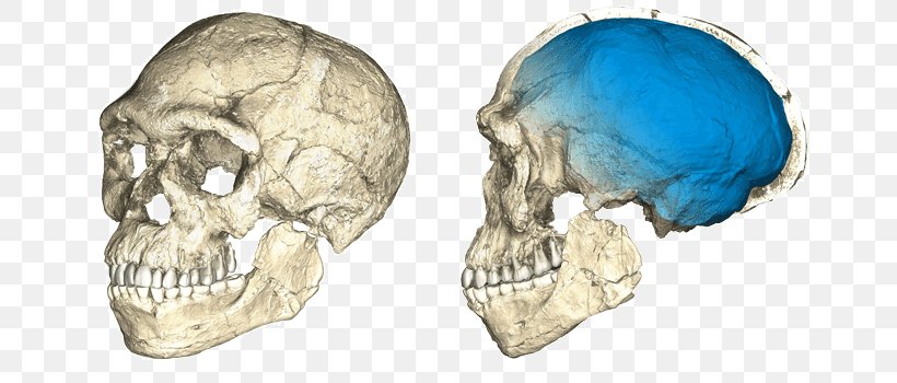 Jebel Irhoud Cradle Of Humankind Homo Sapiens Fossil Discovery, PNG, 730x350px, Jebel Irhoud, Archaeological Site, Bipedalism, Bone, Cradle Of Humankind Download Free