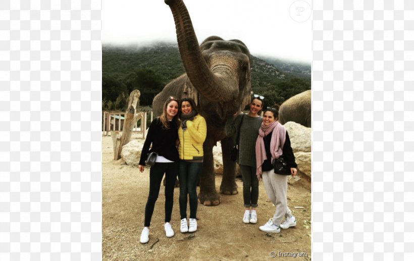 Monaco Elephantidae Nepal Mammoth Animal, PNG, 950x600px, Monaco, Animal, Birthday, British Royal Family, Celebrity Download Free