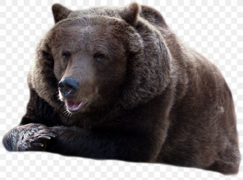 Brown Bear American Black Bear, PNG, 1038x770px, Bear, American Black Bear, Asian Black Bear, Brown Bear, Carnivoran Download Free