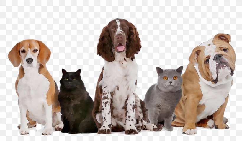 Dog Companion Dog Sporting Group Cocker Spaniel Cat, PNG, 1600x931px, Watercolor, Cat, Cocker Spaniel, Companion Dog, Dog Download Free