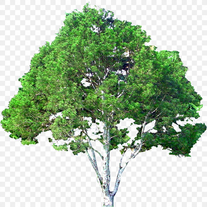 Download Tree Royalty-free, PNG, 1024x1024px, Tree, Branch, Button, Evergreen, Lacebark Pine Download Free