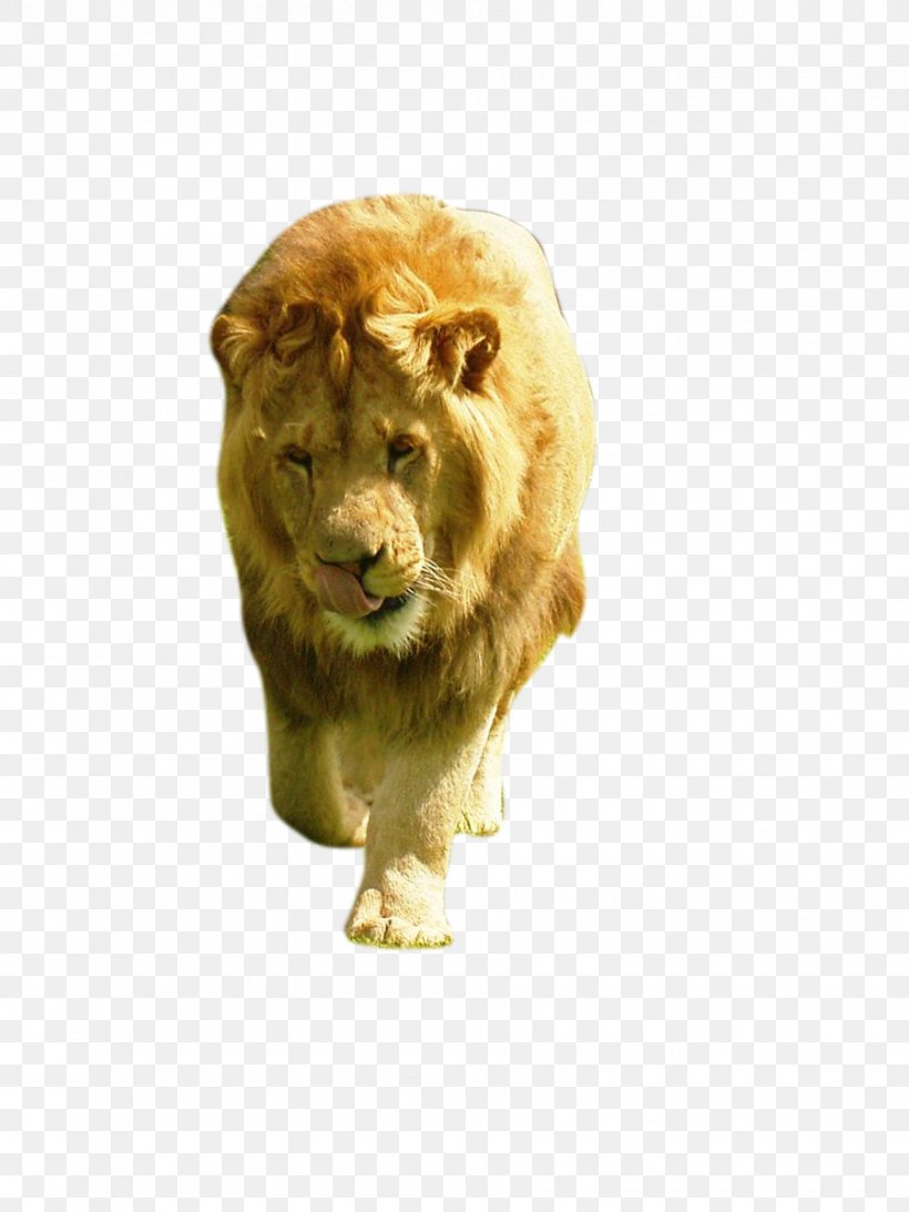 Lion Cat Animal, PNG, 900x1200px, Lion, Animal, Big Cat, Big Cats, Carnivora Download Free