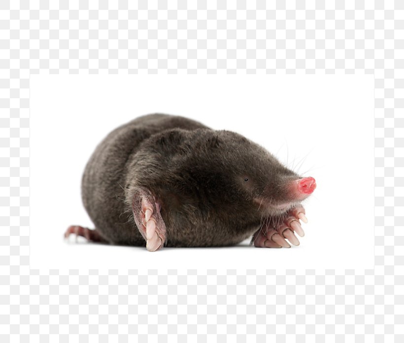 Rodent Mouse Rat Mole Pest Control, PNG, 698x698px, Rodent, Burrow, Eastern Mole, Fauna, Fossorial Download Free