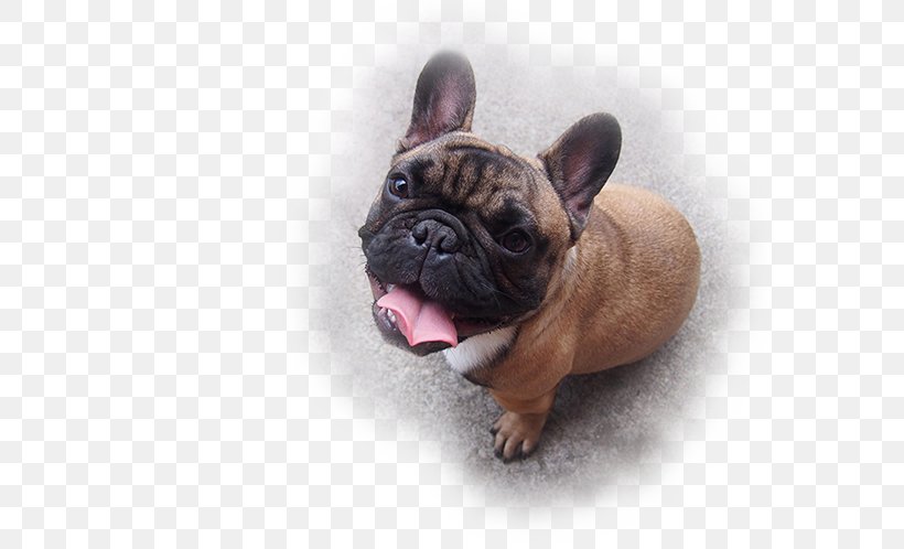 French Bulldog Toy Bulldog Olde English Bulldogge Dorset Olde Tyme Bulldogge Dog Breed, PNG, 600x498px, French Bulldog, Breed, Bulldog, Bulldog Breeds, Carnivoran Download Free