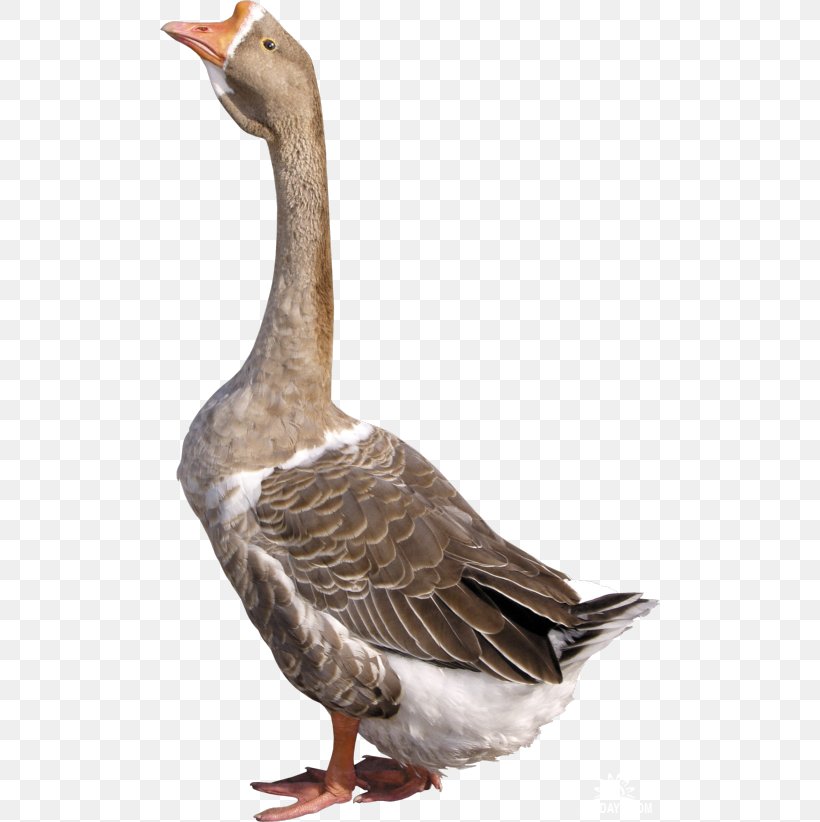 Goose Duck Cygnini, PNG, 500x822px, Goose, Anatidae, Beak, Bird, Cygnini Download Free