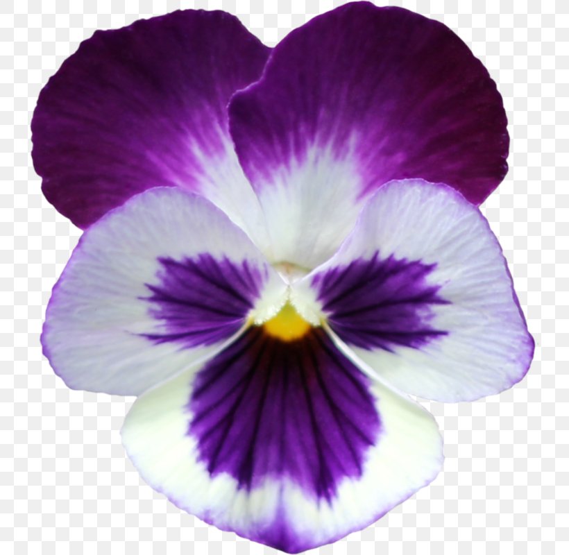 Pansy Clip Art Violets Flower, PNG, 734x800px, Pansy, Email, Flower, Flowering Plant, Information Download Free