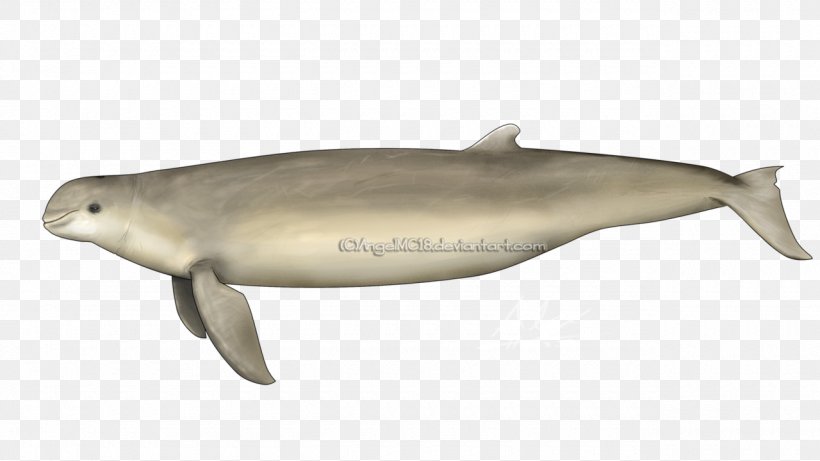 Tucuxi Porpoise Australian Snubfin Dolphin Common Bottlenose Dolphin, PNG, 1280x720px, Tucuxi, Australia, Australian Humpback Dolphin, Australian Snubfin Dolphin, Baiji Download Free