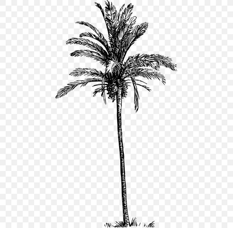 Asian Palmyra Palm Babassu Arecaceae Date Palm Tree, PNG, 429x800px, Asian Palmyra Palm, Arecaceae, Arecales, Attalea, Attalea Speciosa Download Free