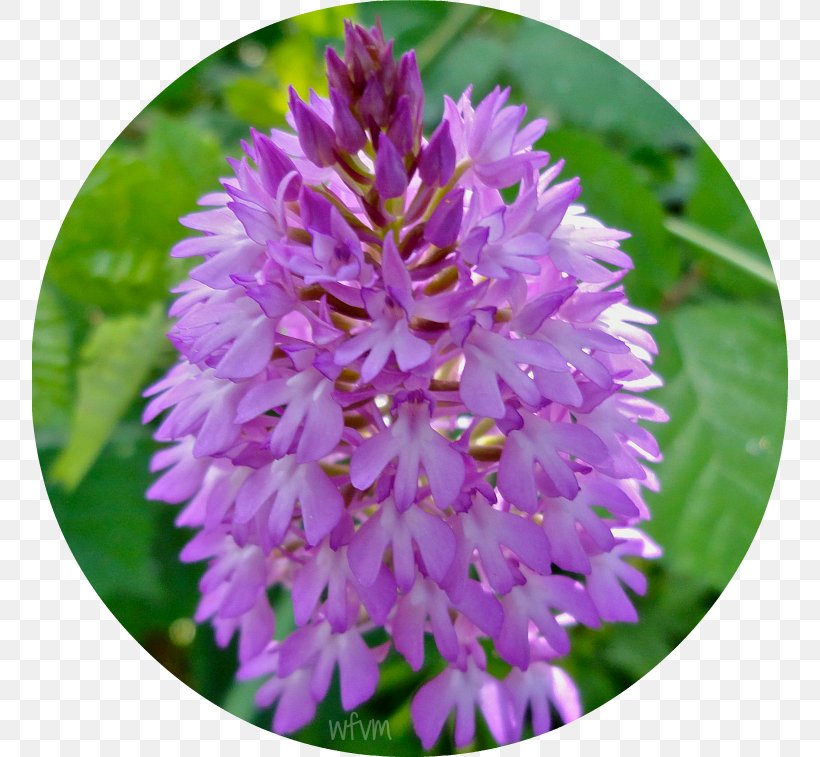 Flowering Plant Purple Annual Plant, PNG, 757x757px, Flower, Annual Plant, Flowering Plant, Plant, Purple Download Free