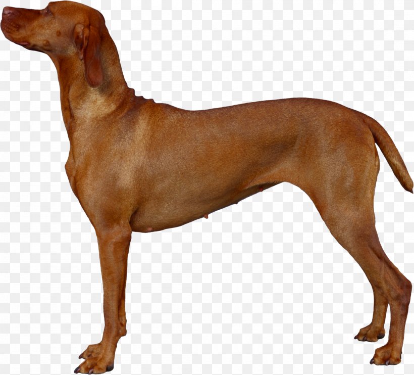 Vizsla Redbone Coonhound Rhodesian Ridgeback Azawakh Dog Breed, PNG, 2205x1997px, Vizsla, Azawakh, Breed, Carnivoran, Chesapeake Bay Retriever Download Free