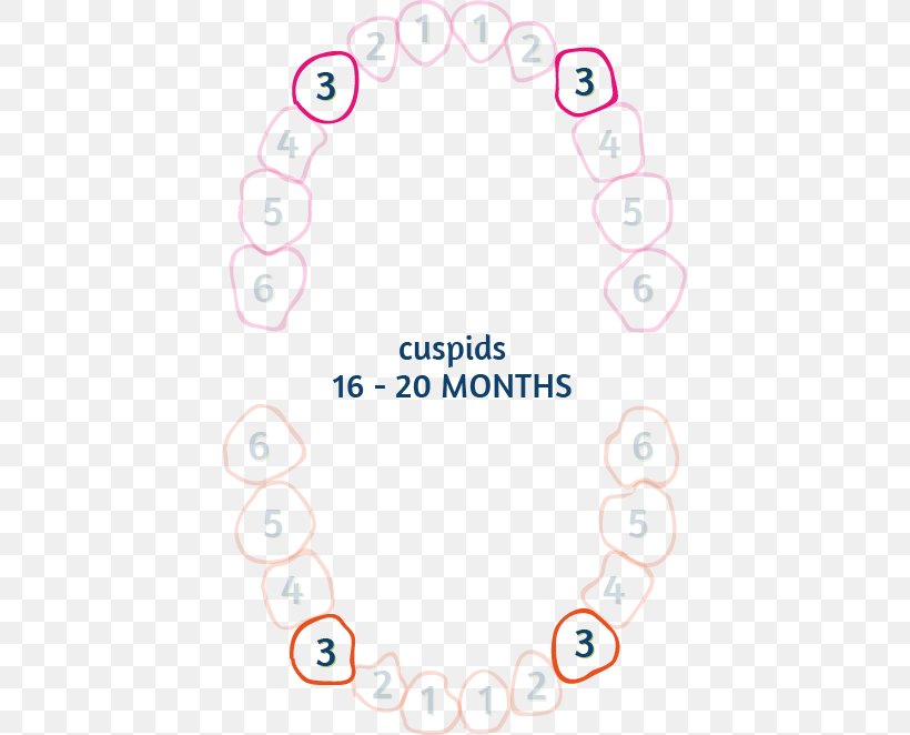 Teething Infant Permanent Teeth Molar Child, PNG, 418x662px, Teething, Area, Benzocaine, Chart, Child Download Free