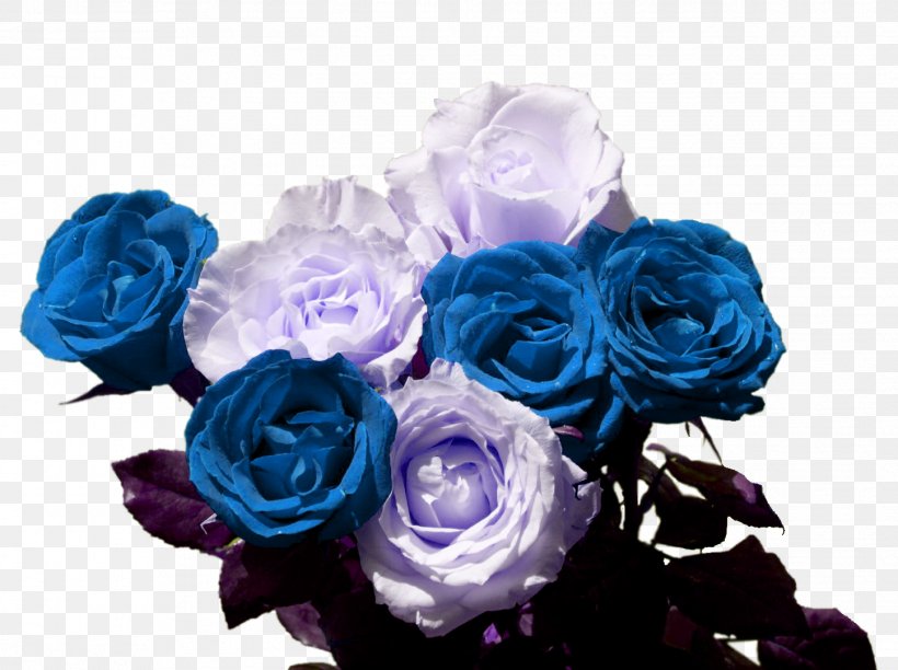 Blue Rose Garden Roses Cabbage Rose Flower Bouquet, PNG, 1447x1080px, Blue Rose, Artificial Flower, Blue, Cabbage Rose, Cut Flowers Download Free