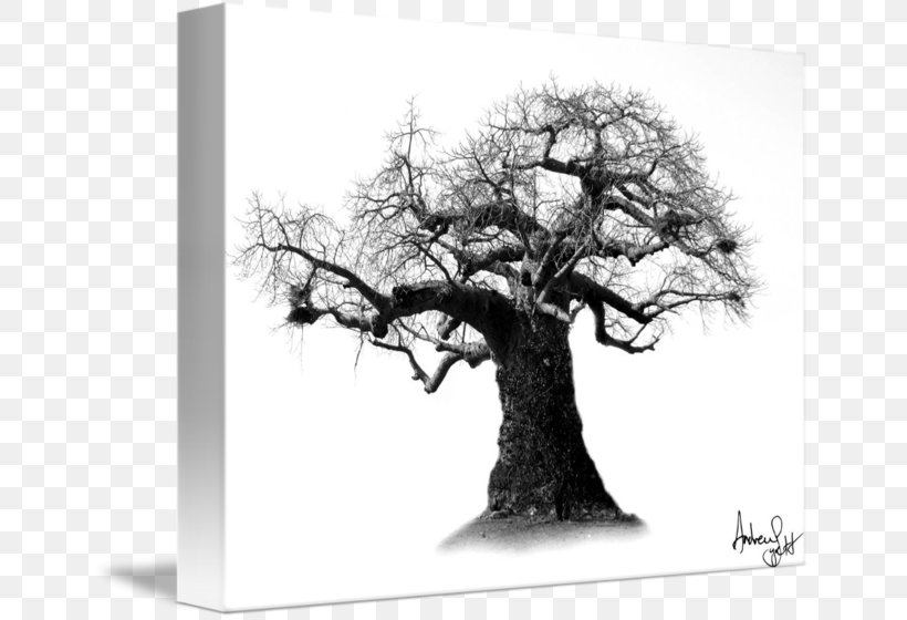 Gallery Wrap Canvas Art White Houseplant, PNG, 650x560px, Gallery Wrap, Art, Baobab, Black And White, Branch Download Free