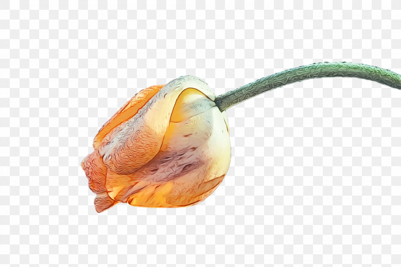 Orange, PNG, 1920x1280px, Spring Flower, Bud, Flower, Flowers, Lily Family Download Free