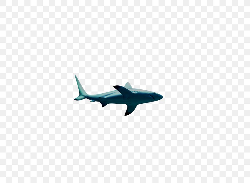 Shark Fish, PNG, 600x600px, Shark, Air Travel, Aircraft, Airplane, Blue Download Free