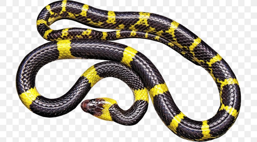 Black Rat Snake Vipers Reptile, PNG, 721x455px, Snake, Banded Krait, Black And Yellow, Black Rat Snake, California Kingsnake Download Free
