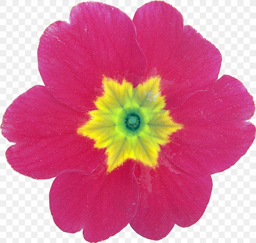 Flower Petal Primrose Clip Art, PNG, 1179x1116px, Flower, Annual Plant, Flowering Plant, Green, Herbaceous Plant Download Free