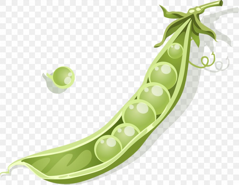 pea-euclidean-vector-png-2961x2299px-pea-alternative-medicine-bean