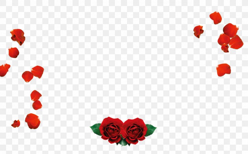 Petal Beach Rose Valentines Day Love Red, PNG, 1275x795px, Petal, Beach Rose, Flower, Garden Roses, Heart Download Free